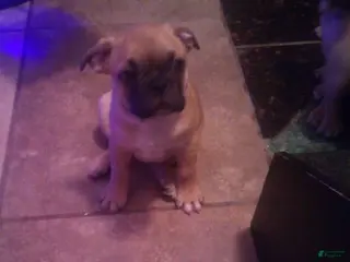 Frug dogs Frug Puppy 1 - Ad 1