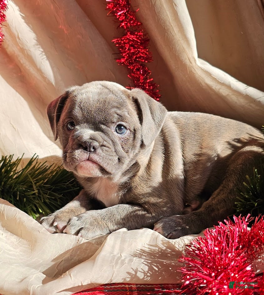 Mixed Breed dogs Blue Twist - Ad 9