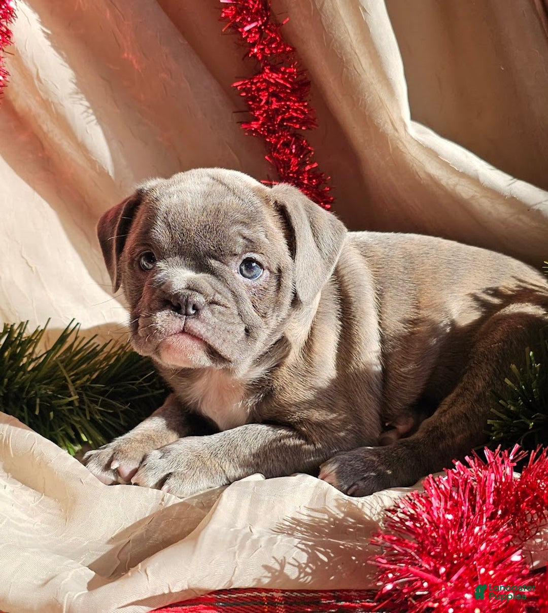 Mixed Breed dogs for sale: Blue Twist - Ad 7