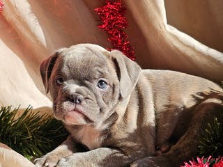 Mixed Breed dogs Blue Twist - Ad 9