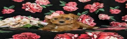 Shorkie dogs for sale: Melody Hypoallergenic - Ad 5