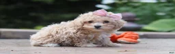 Maltipoo dogs for sale: Lilly - Ad 3