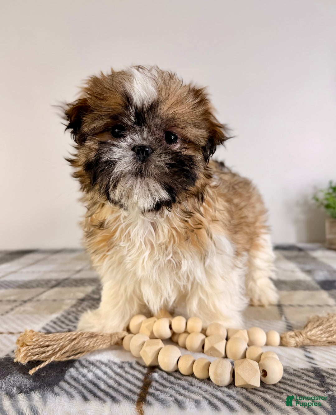 Shih Tzu dogs for sale: AKC Sassy - Ad 4