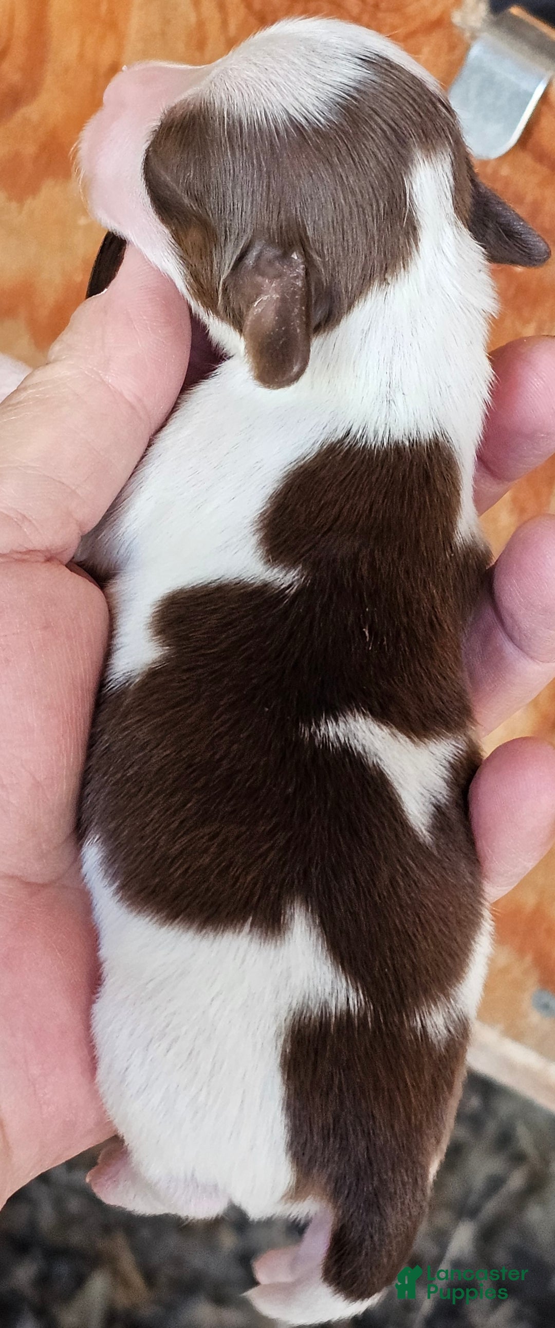 Miniature Dachshund dogs for sale: Heartly Long-haired  - Ad 4