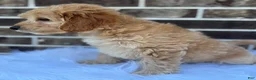 Mini Goldendoodle dogs for sale: Mini Goldendoodle 2 - Ad 5