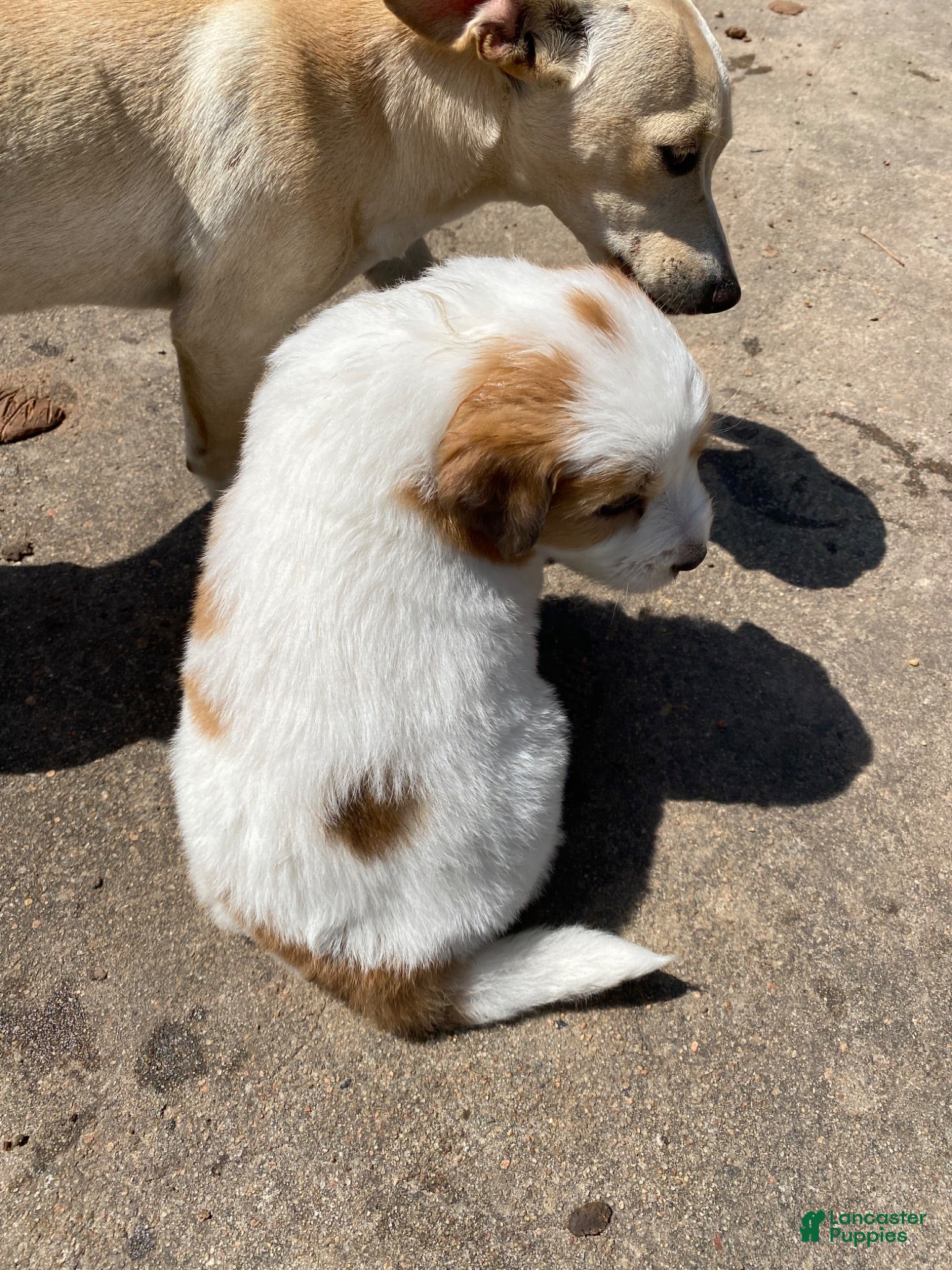 Mixed Breed dogs Coconut - Ad 2