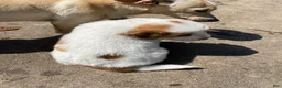 Mixed Breed dogs for sale: Coconut - Ad 2