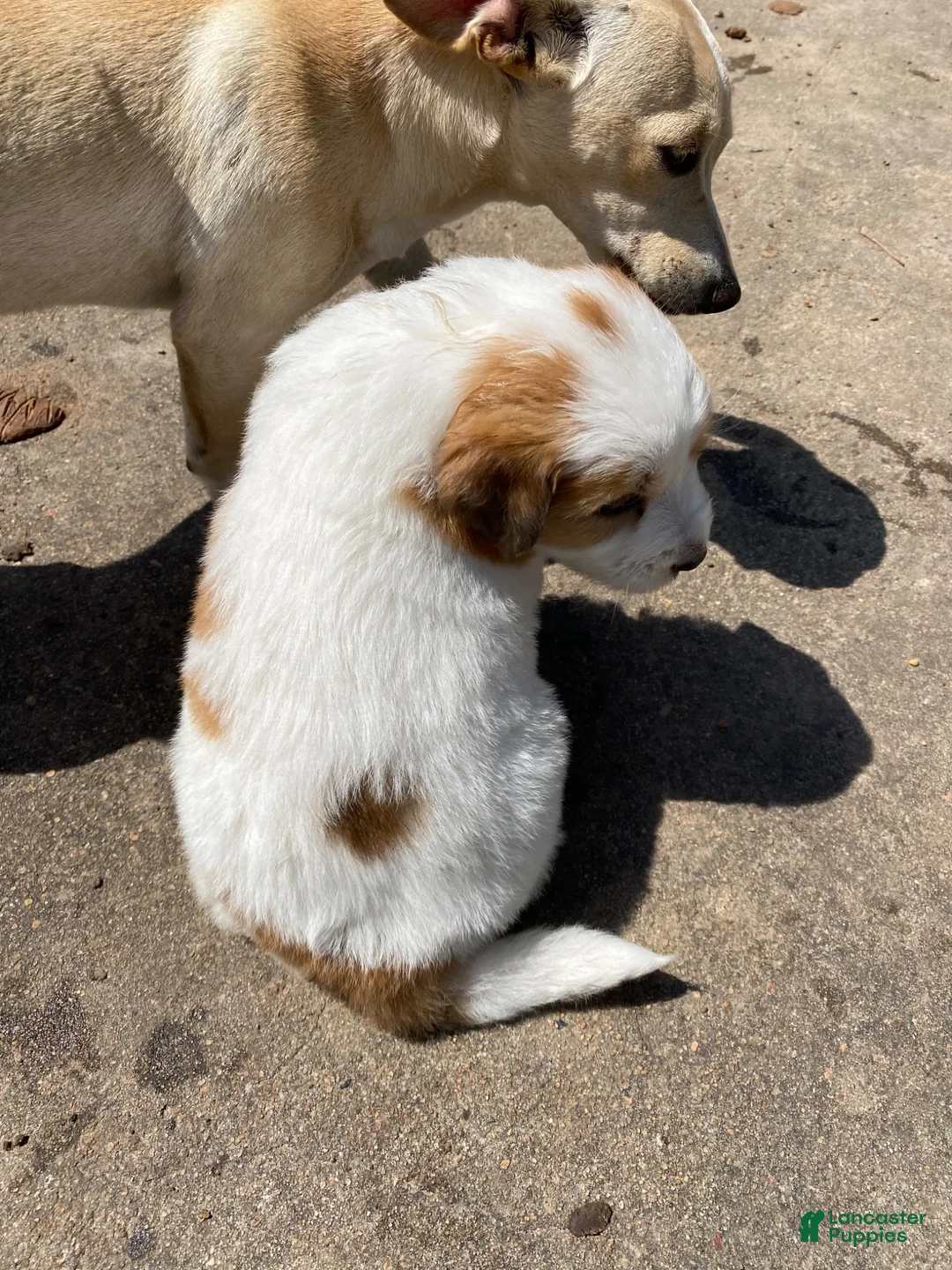 Mixed Breed dogs for sale: Coconut - Ad 2