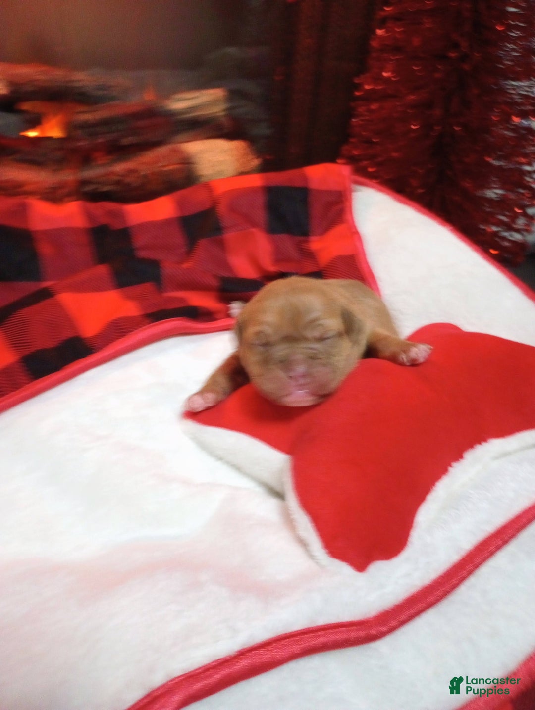 Olde English Bulldogge dogs for sale: Olde English Bulldogge Puppy 3 - Ad 8