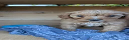 Cavapoo dogs for sale: LIBERTY - Ad 6