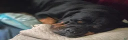Rottweiler dogs for sale: Scarlett - Ad 20