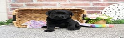 Labrador Retriever dogs for sale: Lassie - Ad 4