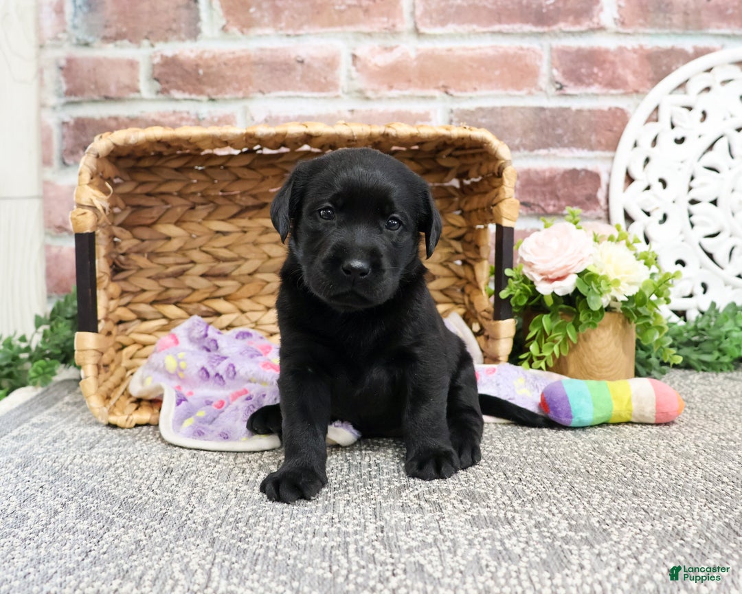 Labrador Retriever dogs for sale: Lassie - Ad 4