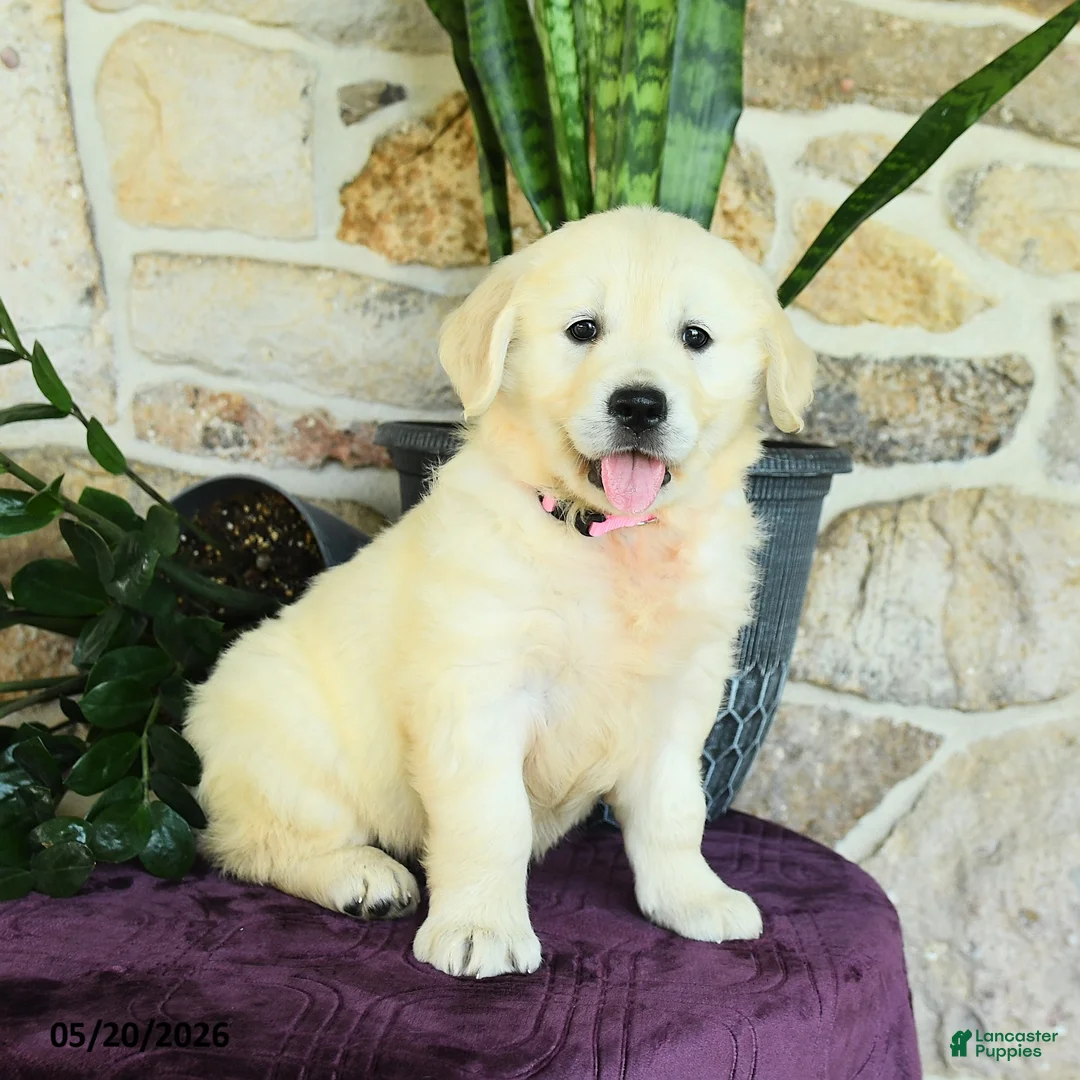 Golden Retriever dogs for sale: Daisy - Ad 3