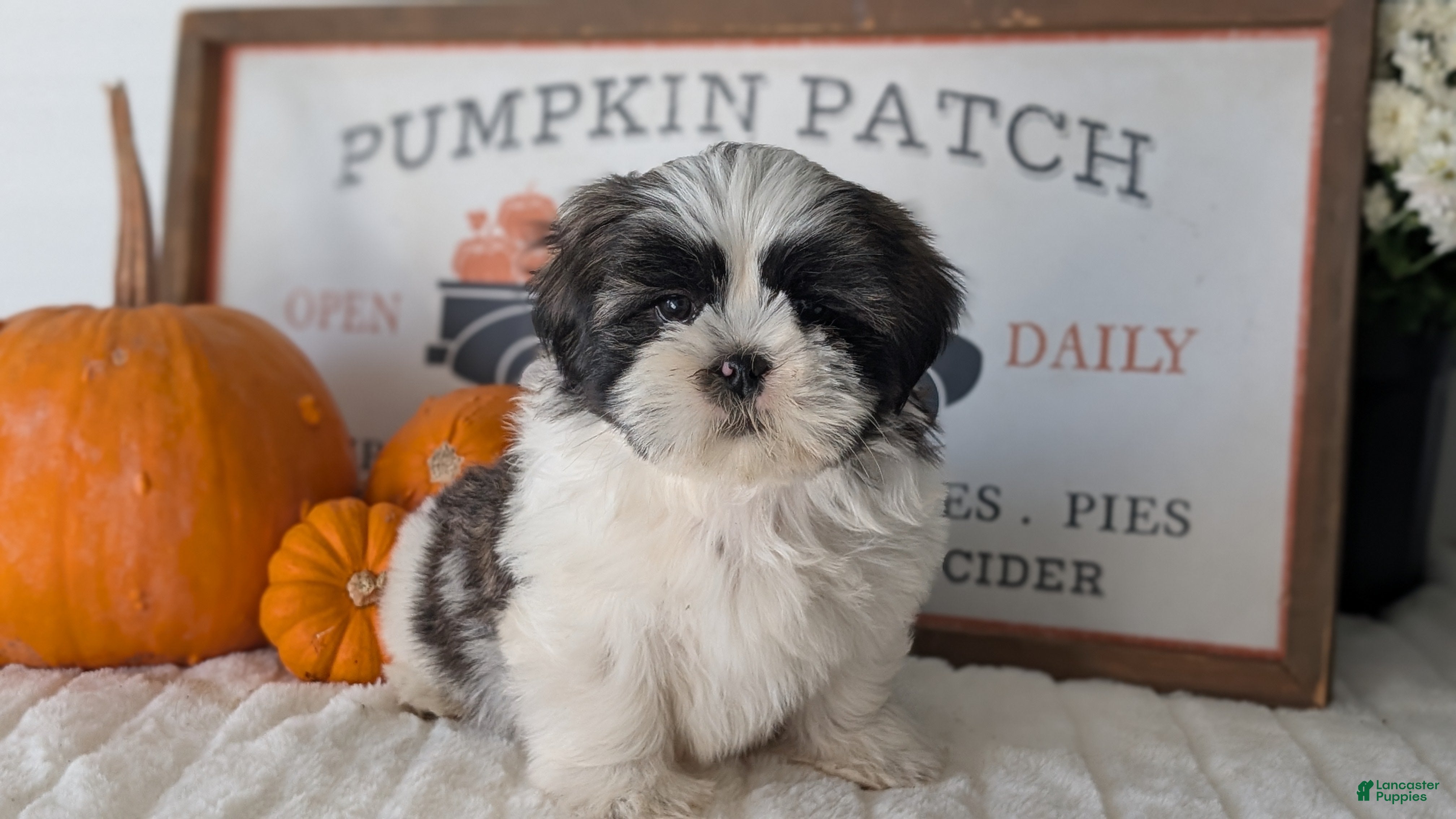 Shih Tzu dogs Kona - Ad 2