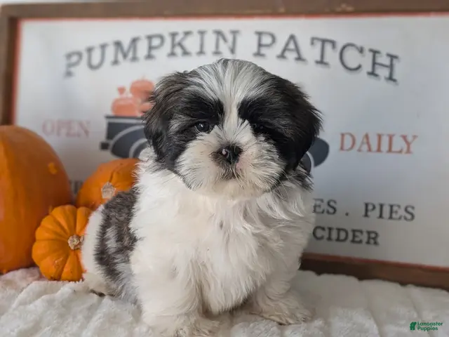 Shih Tzu dogs Kona - Ad 2
