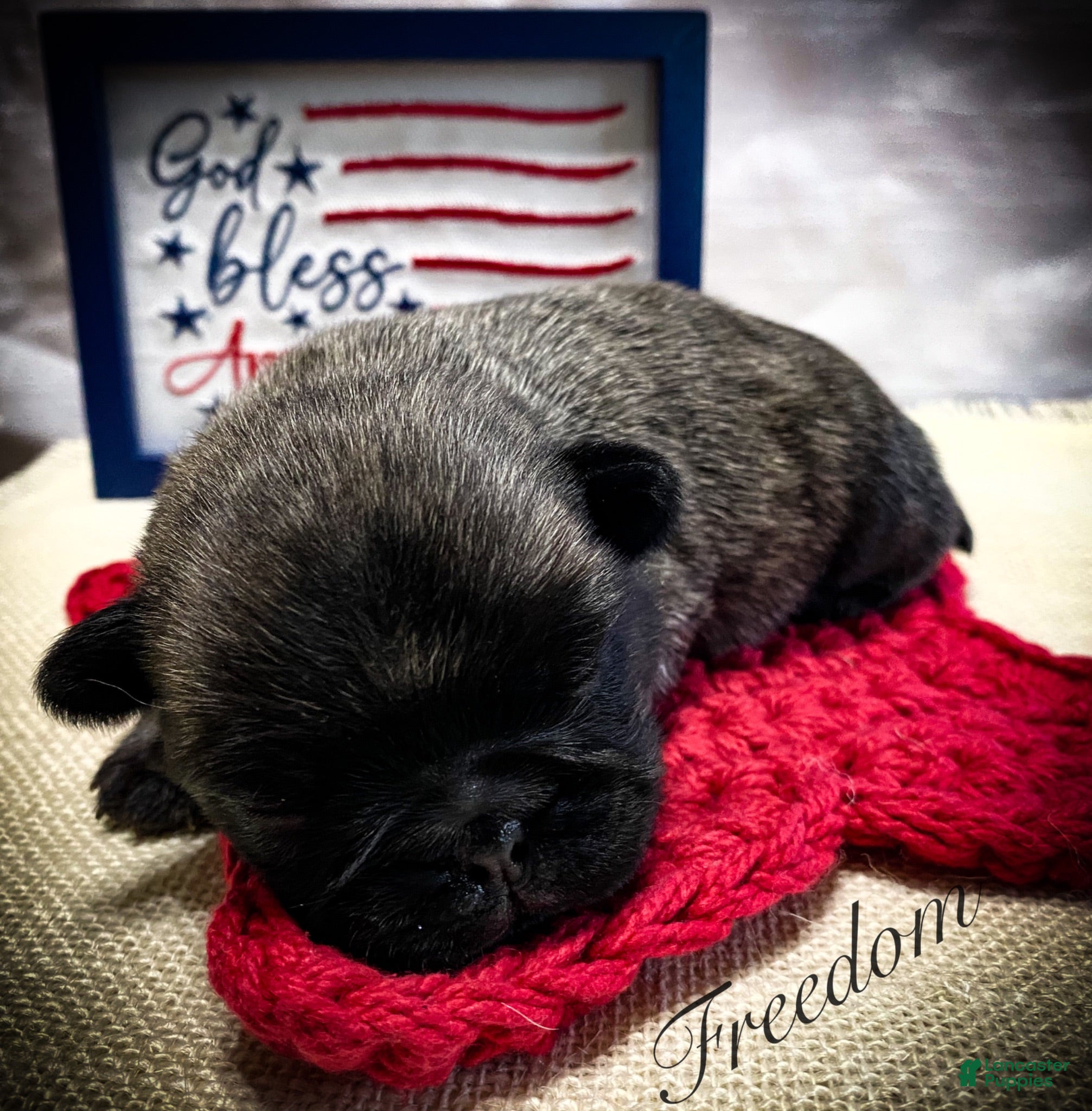 Pug dogs Freedom - Ad 1