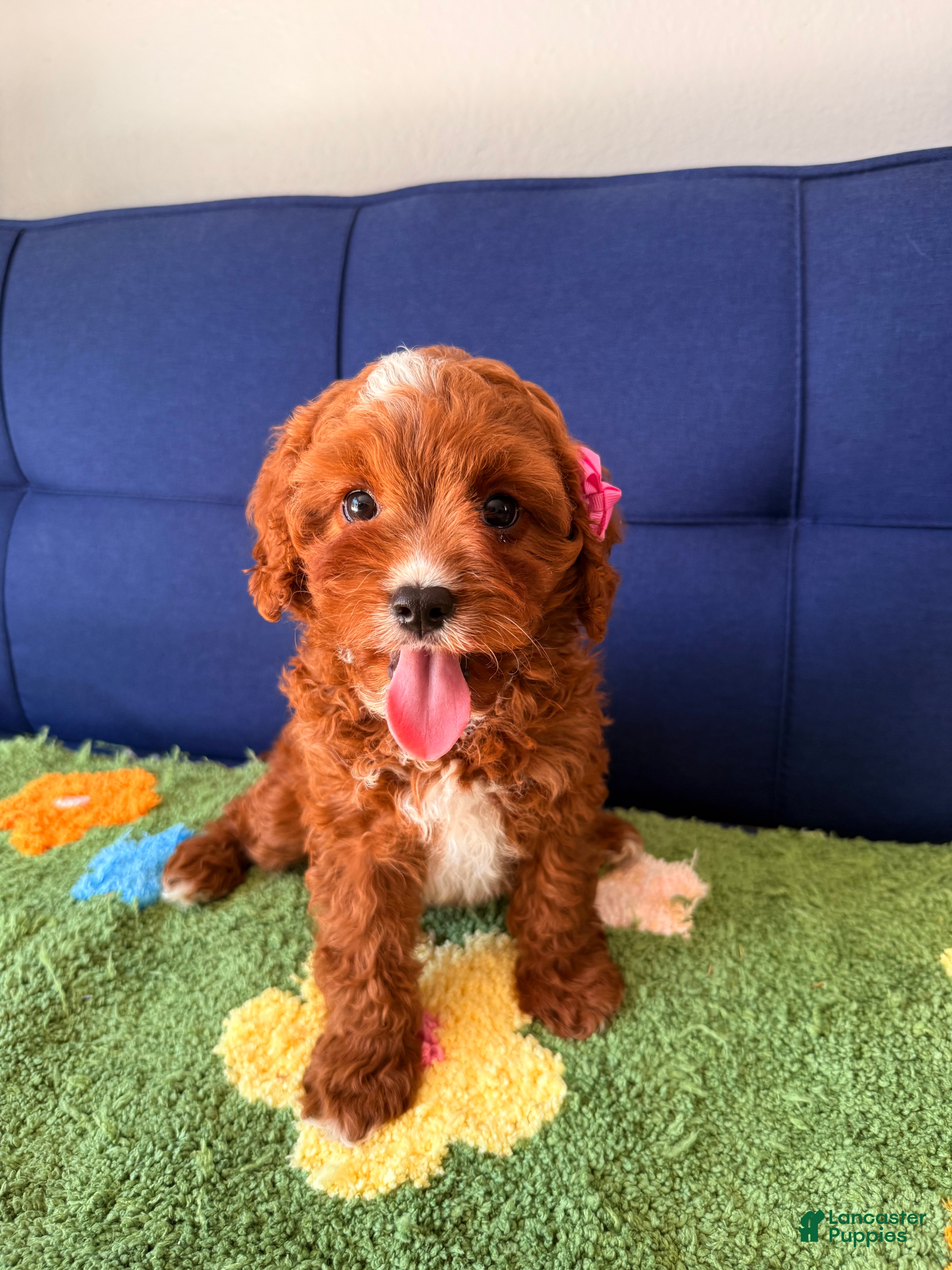 Cavapoo dogs Cavapoo Puppy 2 - Ad 1