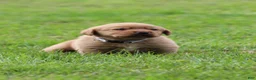 Labrador Retriever dogs for sale: Labrador Retriever 5 - Ad 4