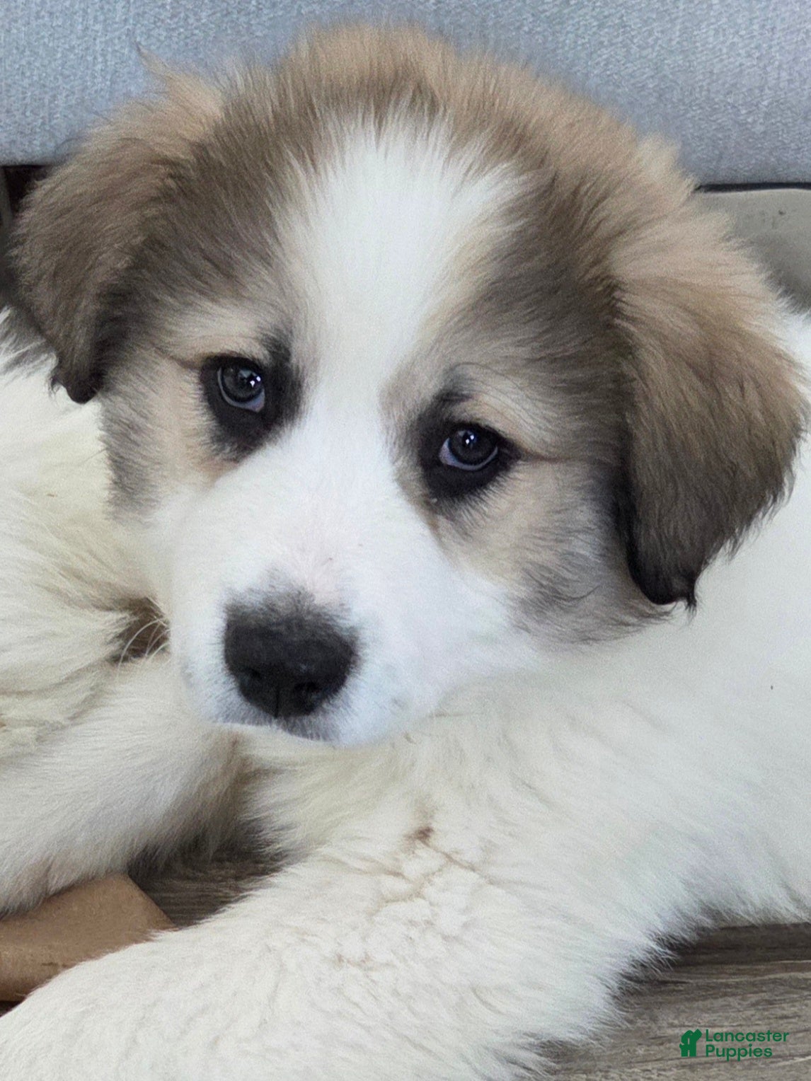 Great Pyrenees dogs Spot - Ad 13