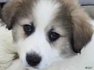 Great Pyrenees dogs Spot - Ad 13