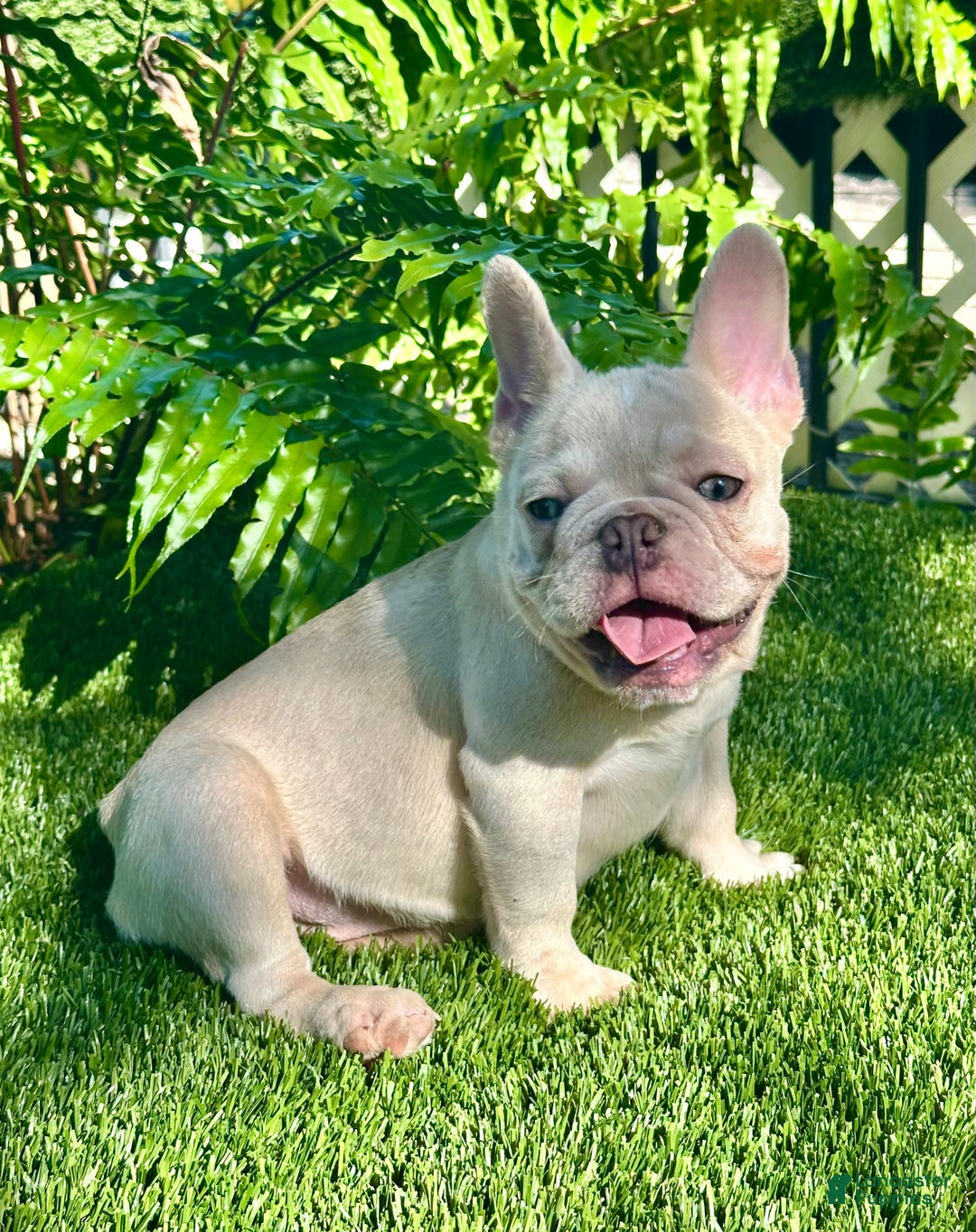 French Bulldog dogs for sale: French Bulldog Puppy 2 - Ad 2