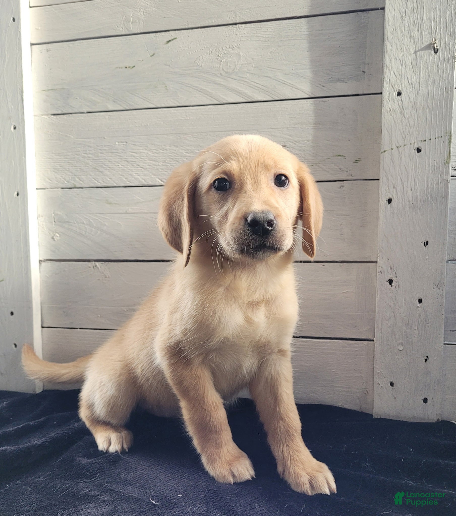 Labradoodle dogs Labradoodle Puppy 2 - Ad 8