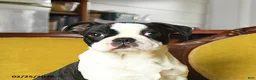 Boston Terrier dogs for sale: Dasher - Ad 5