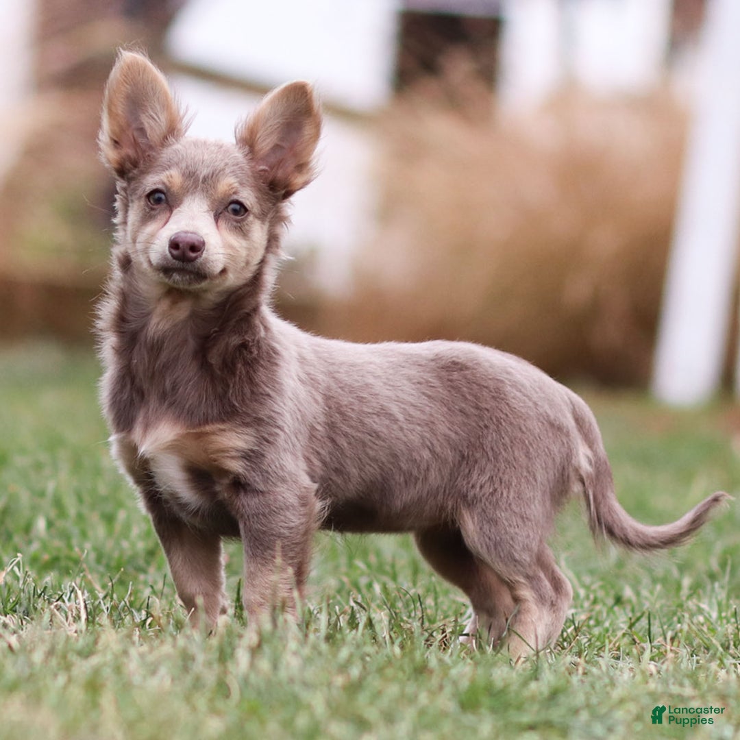 Chihuahua dogs for sale: Pamela - Ad 2