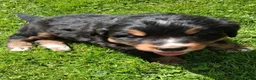 Bernese Mountain Dog dogs for sale: Prince - Ad 8