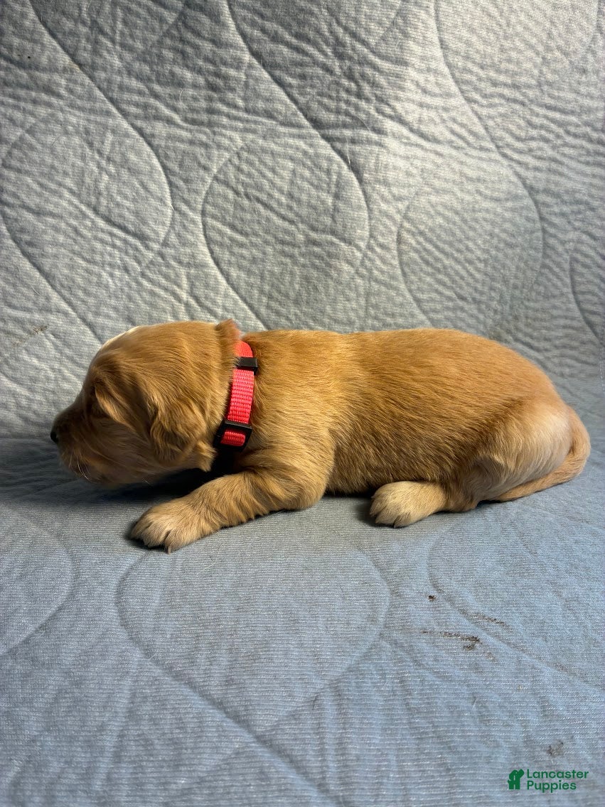 Golden Retriever dogs for sale: 1# Hollywood - Ad 1