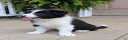 Border Collie dogs for sale: Tally - Ad 4