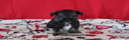 Miniature Schnauzer dogs for sale: tammy - Ad 2