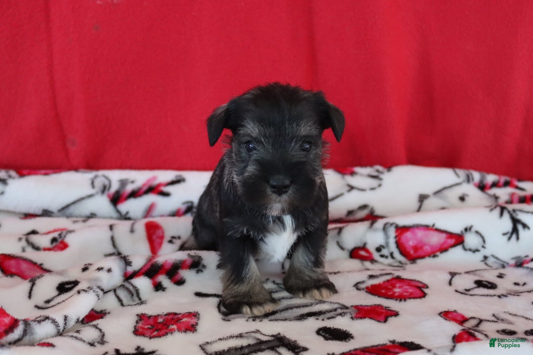 Miniature Schnauzer dogs for sale: tammy - Ad 2