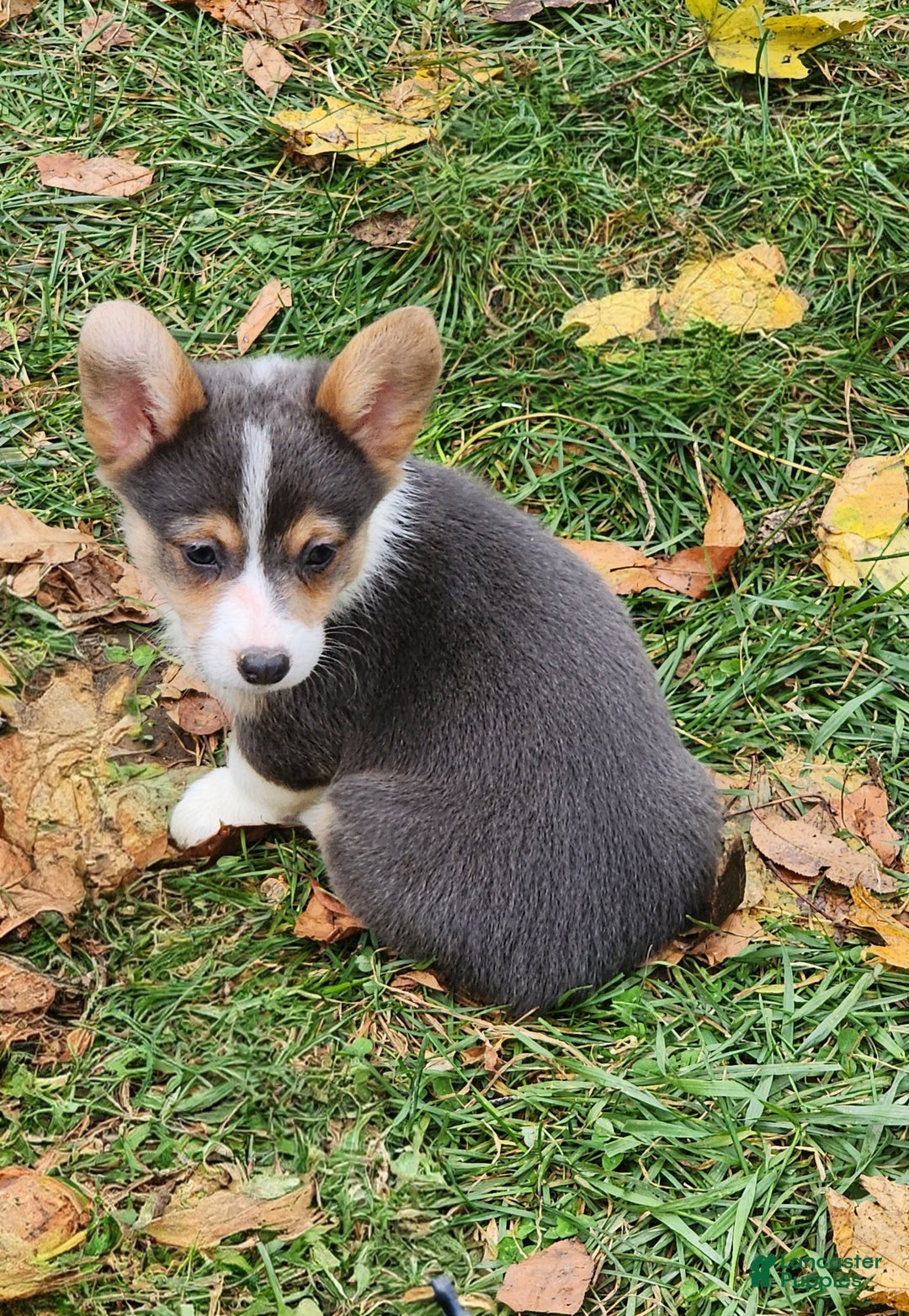 Welsh Corgi Pembroke dogs for sale: Annie Bluie  - Ad 22