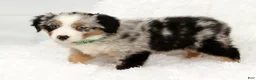 Australian Shepherd dogs for sale: Abby - Ad 7
