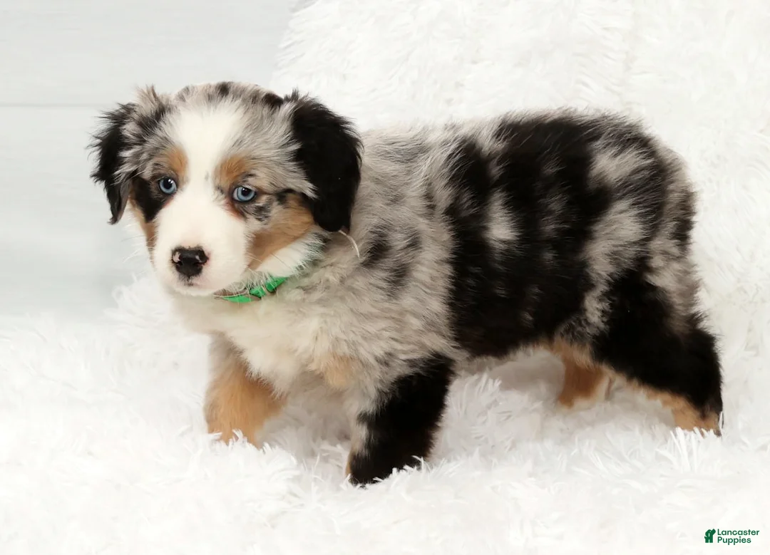 Australian Shepherd dogs for sale: Abby - Ad 7