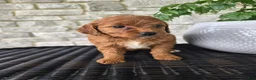 Mini Goldendoodle dogs for sale: Mini Goldendoodle Puppy 6 - Ad 4