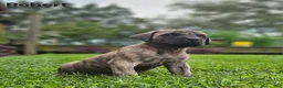 English Mastiff dogs for sale: Robert  - Ad 3