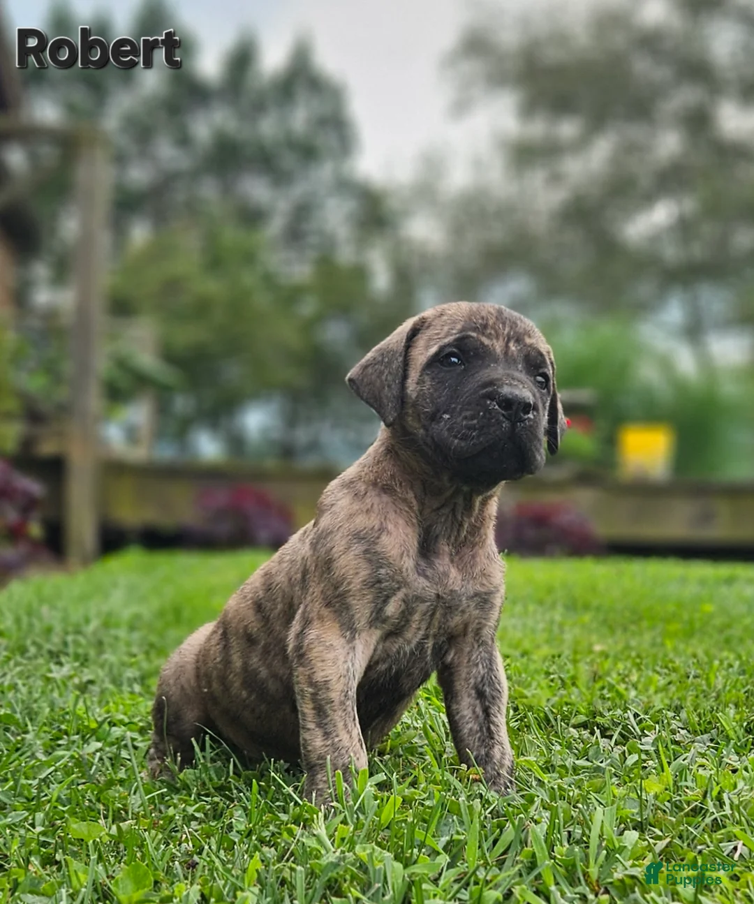 English Mastiff dogs for sale: Robert  - Ad 3