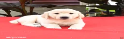 Golden Retriever dogs for sale: Cliff - Ad 2