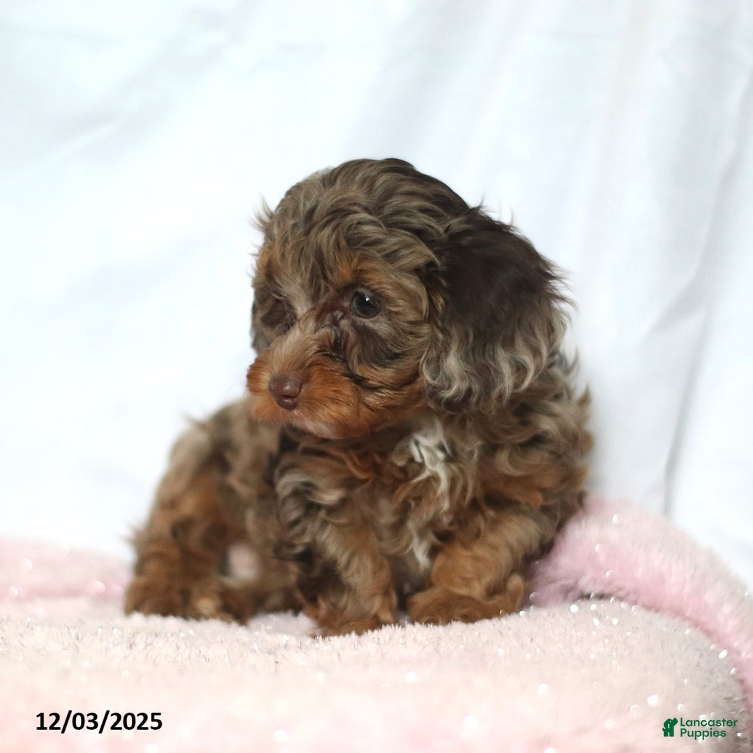 Doxiepoo dogs for sale: George - Ad 5