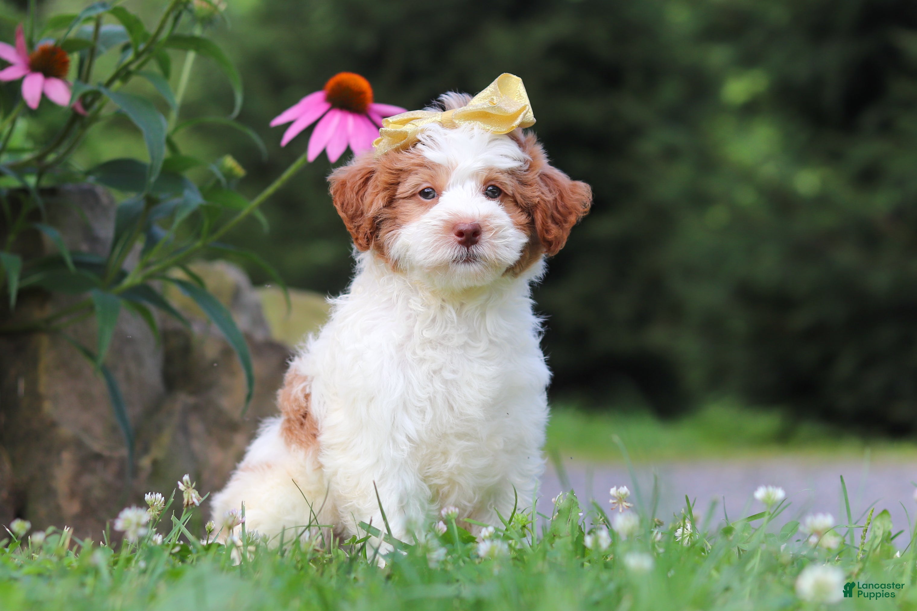 Mini Bernedoodle dogs Rain - Ad 2