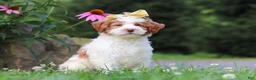 Mini Bernedoodle dogs for sale: Rain - Ad 2