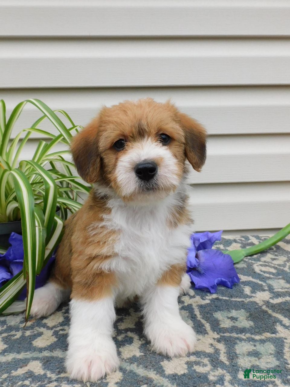 Corgipoo dogs Les - Ad 2