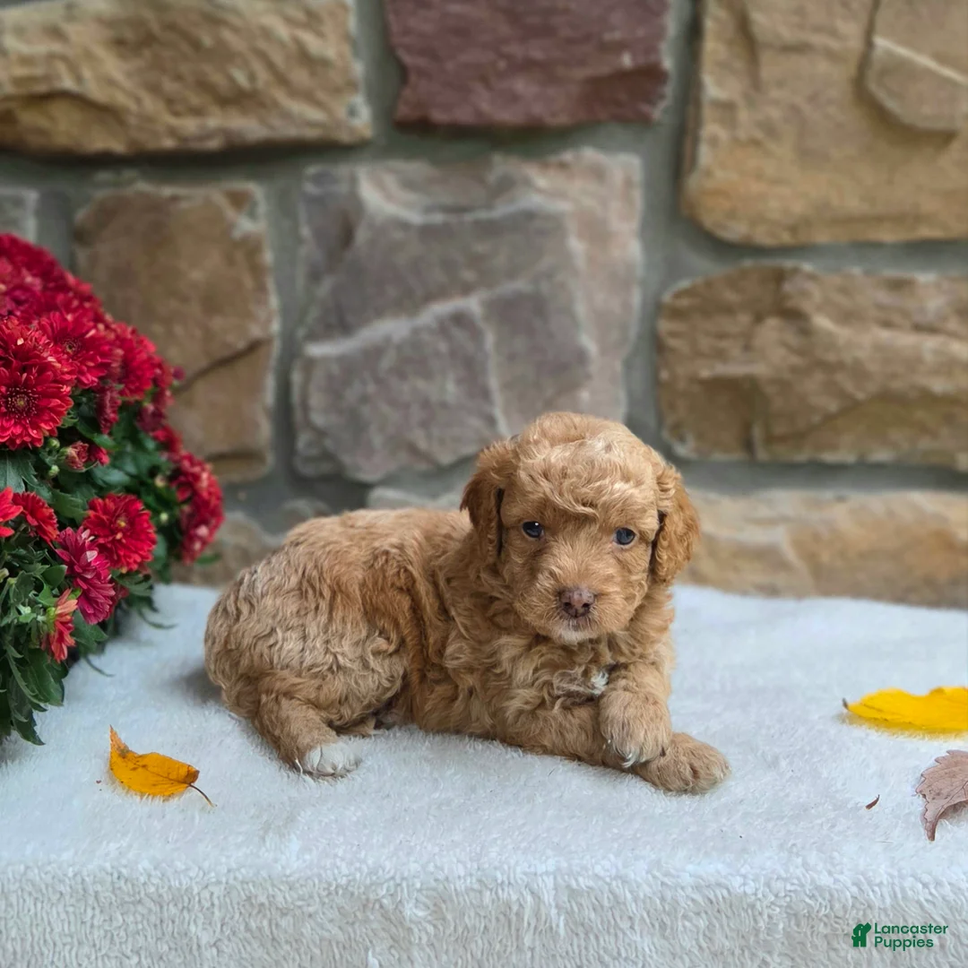 Cavapoo dogs for sale: Bambi - Ad 1
