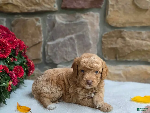 Cavapoo dogs for sale: Bambi - Ad 1