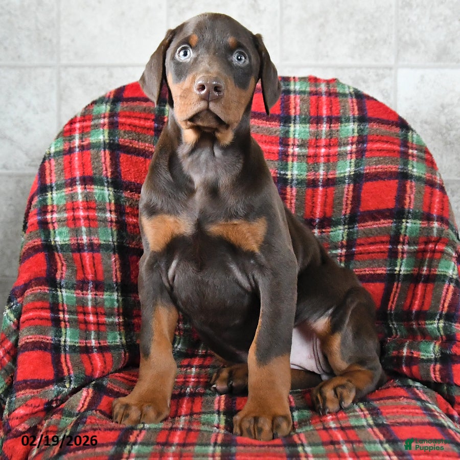 Doberman Pinscher dogs Fern - Ad 1