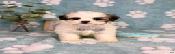 Malshi dogs for sale: Maverick  - Ad 7