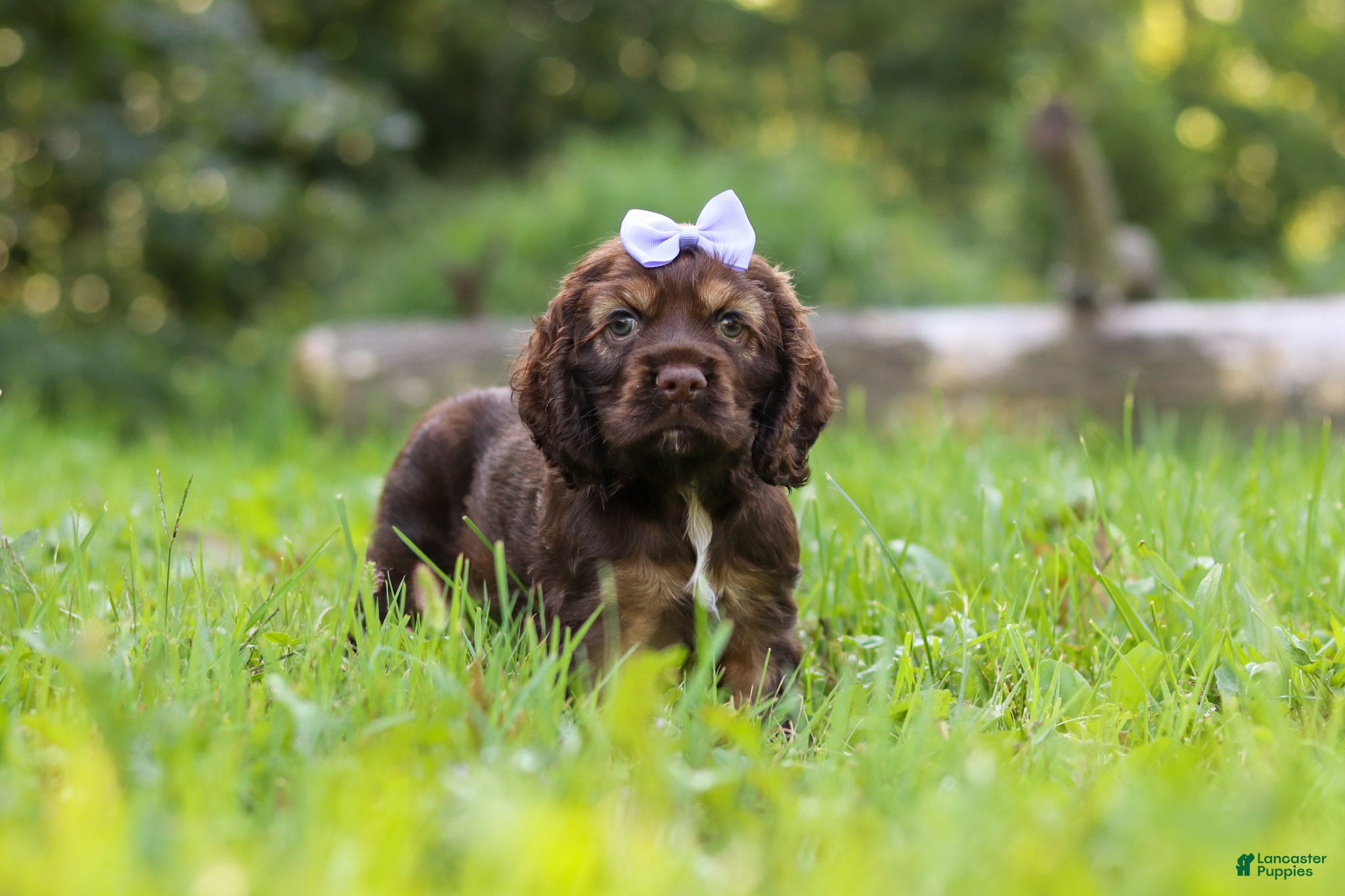 Cocker Spaniel dogs Sophia - Ad 2